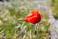 13 May 2024, Saxony, Großenhain: A poppy blooms on the roadside of a field near Grossenhain. Photo: Daniel Schäfer/dpa