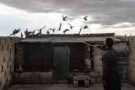 13 May 2024, Syria, Tadef: Yousef Al-Mohammed, 35 years old, raises birds as a hobby on the roof of his house, which was damaged as a result of the war in the town of Tadef in Aleppo. Photo: Anas Alkharboutli/dpa
