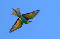 13 May 2024, Brandenburg, Seelow: A bee-eater (Merops apiaster) flies in the blue sky. With its colorful plumage, the bee-eater is an unmistakable bird. It is also considered a beneficiary of climate change. As a thermophilic bird, the bee-eater breeds in warm and sunny, open areas. For its breeding burrows, it needs the edges of the landscape. Photo: Patrick Pleul/dpa/ZB