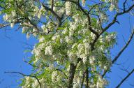 13 May 2024, Brandenburg, Seelow: Trees of the common robinia (Robinia pseudoacacia) are full of white blossoms. This year, the trees, which have only been native to Germany since the 17th century, are once again blooming beautifully. Robinia is valued today for its wood, which is stronger than oak. It is used to make playground equipment as well as furniture. Bees collect nectar from the flowers and produce the coveted robinia honey. The robinia is very similar to the acacia and is therefore often confused. Photo: Patrick Pleul/dpa/ZB