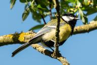 14 May 2024, Baden-Württemberg, Rottweil: A great tit clings to a branch of a tree in the sunshine. Photo: Silas Stein/dpa