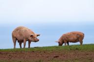 14 May 2024, England, Eyemouth: Two pigs are standing in a pasture. Photo: Georg Moritz/dpa