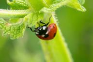 14 May 2024, Baden-Württemberg, Rottweil: A ladybug clings to a plant in a meadow. Photo: Silas Stein/dpa