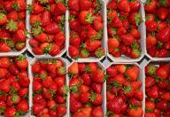 13 May 2024, Brandenburg, Niewitz: Freshly harvested strawberries. Photo: Patrick Pleul/dpa