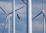 20 April 2024, Brandenburg, Sieversdorf: A red kite (Milvus milvus) flies between wind turbines. Many birds, especially birds of prey, die when they collide with the rotor blades of wind turbines. Photo: Patrick Pleul/dpa