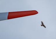 20 April 2024, Brandenburg, Sieversdorf: A buzzard (Buteo buteo) flies close to a rotor blade of a wind turbine. Many birds, especially birds of prey, die when they collide with the rotor blades of wind turbines. Photo: Patrick Pleul/dpa