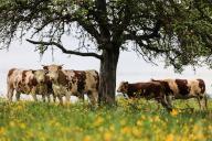 15 May 2024, North Rhine-Westphalia, Mechernich: Cows stand in the rain under a tree in a meadow. There will be lightning and thunder in North Rhine-Westphalia in the coming days, as well as a lot of rain. Photo: Oliver Berg/dpa