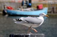 FILED - 15 May 2024, Mecklenburg-Western Pomerania, Warnemünde: A seagull lies in wait for its next victim in front of Backfisch-Udo