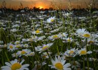 15 May 2024, Brandenburg, Jacobsdorf: Many meadow daisies (Leucanthemum vulgare) bloom in the late evening shortly before sunset on a meadow in the Oder-Spree district of East Brandenburg. Photo: Patrick Pleul/dpa