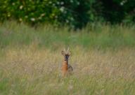 16 May 2024, Brandenburg, Sachsendorf: A roebuck peers curiously out of a meadow in the Oderbruch in the early morning. The early morning or evening hours are particularly suitable for observing wild animals. Photo: Patrick Pleul/dpa/ZB