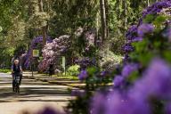 16 May 2024, Hamburg: Rhododendron blossoms can be seen at the Ohlsdorf park cemetery. This year, the 36,000 rhododendrons of the "Catawbiense Grandiflorum" variety are full of buds and the flowering is correspondingly lush. The duration of the rhododendron bloom depends on the weather and can last from a few days to two weeks. Many visitors take advantage of the beautiful weather to stroll through the world