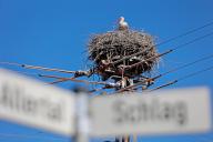 16 May 2024, Saxony-Anhalt, Oebisfelde-Weferlingen: A white stork (Ciconia ciconia) stands in its nest on a power pole in the Schwanefeld district. In the coming days, the weather will remain changeable with shivers and sunny spells. Photo: Matthias Bein/dpa