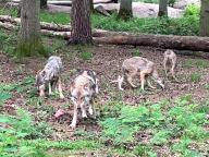PRODUCTION - 15 May 2024, Hesse, Hanau: The four wolves Leyla, Romulus, Cleo and Hilde (from left) at feeding time in Hanau\'s Alte Fasanerie wildlife park. Leyla recently gave birth to at least eight pups (not pictured). The pups\' unresolved paternity is a source of amusement and puzzlement. Photo: Michael Bauer\/dpa