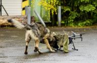03 May 2024, Rhineland-Palatinate, Kirchheimbolanden: During an exercise, an explosives detection dog shows how it sniffs out explosives on an enemy drone. The Rhineland-Palatinate State Command is conducting an exercise with the Rhineland-Palatinate and Hunsrück homeland security companies to protect vital defense infrastructure on the site of the former ammunition depot near "Kriegsfeld" (Donnersberg district). During the Bundeswehr exercise National Guardian, part of the Bundeswehr exercise series QUADRIGA, homeland security forces throughout Germany practise their core mission of protecting and securing vital defense infrastructure. Photo: Andreas Arnold/dpa