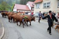 19 May 2024, Lower Saxony, Wildemann: A cowherd accompanies a herd of 18 cows and two Harz Red Cattle calves through the village during the traditional cattle drive. The festively decorated animals were driven from a meadow to a farm. Photo: Stefan Rampfel/dpa