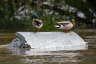 19 May 2024, North Rhine-Westphalia, Cologne: Two ducks sit on a waste container on the banks of the Rhine during high tide in the Rodenkirchen district. Photo: Thomas Banneyer\/dpa