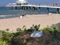 19 May 2024, Schleswig-Holstein, Timmendorfer Strand: A swan breeds on the beach. It is unimpressed by people walking along the promenade or bathers. The offspring are expected on the coast at the beginning of June. Photo: Thomas Müller/dpa