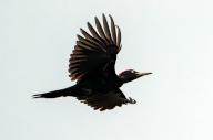 19 May 2024, Brandenburg, Kersdorf: A black woodpecker (Dryocopus martius). Photo: Patrick Pleul/dpa