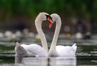 19 May 2024, Brandenburg, Kersdorf: A pair of mute swans (Cygnus olor) swimming on the River Spree. With a body length of up to 1.60 meters and a wingspan of around 2.40 meters, the mute swan is the largest water bird in Germany. Photo: Patrick Pleul/dpa