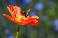 20 May 2024, Baden-Württemberg, Überlingen Am Bodensee: A bumblebee draws nectar from a poppy flower on the waterfront. Photo: Felix Kästle/dpa