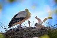 08 April 2023, Baden-Württemberg, Salem: Two young storks poke their heads out of the eyrie on the Affenberg. There are currently around 50 breeding pairs there. The first young storks hatched around three to four weeks ago. Photo: Felix Kästle/dpa