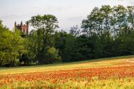 20 May 2024, Brandenburg, Leuthen: Corn poppy blooms in a field of rye. Photo: Frank Hammerschmidt/dpa