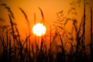 21 May 2024, Lower Saxony, Algermissen: The sun rises behind grasses in the district of Hildesheim. Photo: Julian Stratenschulte/dpa