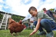 PRODUCTION - 16 May 2024, Bavaria, Germaringen: Four-year-old Jakob feeds two chickens in the garden next to his grandmother Tanja Wagenseil. Photo: Karl-Josef Hildenbrand/dpa