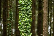 21 May 2024, Baden-Württemberg, Rottweil: Ivy growing around a conifer in a wooded area. Photo: Silas Stein/dpa