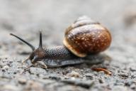 21 May 2024, Baden-Württemberg, Rottweil: A small brown snail crawls along a path in a wooded area. Photo: Silas Stein/dpa