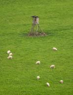 21 May 2024, Baden-Württemberg, Rottweil: Sheep graze on a pasture with a raised hide. Photo: Silas Stein/dpa
