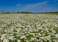 22 May 2024, Brandenburg, Jacobsdorf: Meadow daisies (Leucanthemum vulgare) bloom in a meadow in the Oder-Spree district of East Brandenburg. People in Berlin and Brandenburg have to be prepared for a lot of rain and local storms on Wednesday. According to the German Weather Service, the day will start with lots of clouds and showers. From the afternoon onwards, heavy thunderstorms are to be expected, especially in northern Brandenburg Photo: Patrick Pleul/dpa