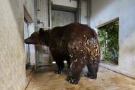 22 May 2024, Thuringia, Worbis: Brown bear Mykhailo from Ukraine stands in his cage in the Alternative Bear Park in Worbis. It is already the third bear from Ukraine that the park has taken in. The animal had last spent time in a cage in poor conditions. Since 1997, the Alternative Bear Park has been a refuge for brown bears rescued from poor conditions in Germany and other European countries. Photo: Tobias Junghannß/dpa-Zentralbild/dpa