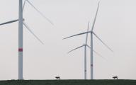 22 May 2024, Schleswig-Holstein, Bordelum: Two young cattle walk on a dyke in front of wind turbines in cloudy weather. Photo: Christian Charisius/dpa