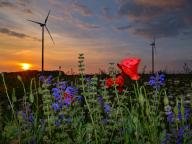 23 May 2024, Brandenburg, Sieversdorf: Red poppies, blue meadow sage and other flowers can be seen in the evening, shortly before sunset, in a meadow in the Oder-Spree district of East Brandenburg. Photo: Patrick Pleul/dpa