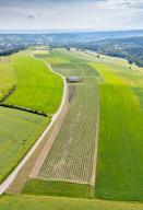 24 May 2024, Saxony, Freital: View of fields of sage (M) at Bombastus-Werke. The "Open Sage Fields Day" will take place on May 31, 2024. For this reason, a field area has been specially brought into bloom. This year, the company