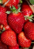 24 May 2024, Saxony, Leipzig: Picked strawberries lie in a basket in the field of strawberry producer Funck in Leipzig. Just in time for the first "German Strawberry Day", the Saxony and Saxony-Anhalt Fruit Growers