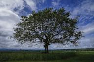 25 May 2024, Bavaria, Beyharting: A wayside cross and a beech tree stand in changeable weather in a meadow in the district of Rosenheim. Photo: Uwe Lein/dpa