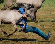 25 May 2024, North Rhine-Westphalia, Dülmen: A catcher clutches a young stallion. Around 15,000 horse fans are always drawn to the Münsterland on the last weekend in May. On Saturday (3 p.m.), young wild horses are captured in the Merfelder Bruch nature reserve near Dülmen. The mares and their male foals will enter an arena. Numerous helpers will be waiting there to catch the young animals and separate them from their mothers. The stallions have to be regularly removed from the free-roaming herd of around 400 wild horses, as the animals could otherwise injure themselves in rank fights and the group would become too large. Photo: Bernd Thissen/dpa