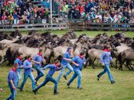 25 May 2024, North Rhine-Westphalia, Dülmen: The wild horse herd runs through the arena accompanied by the catchers. Around 15,000 horse fans are always drawn to the Münsterland on the last weekend in May. On Saturday (3 p.m.), young wild horses will be captured in the Merfelder Bruch nature reserve near Dülmen. The mares and their male foals will enter an arena. Numerous helpers will be waiting there to catch the young animals and separate them from their mothers. The stallions have to be regularly removed from the free-roaming herd of around 400 wild horses, as the animals could otherwise injure themselves in rank fights and the group would become too large. Photo: Bernd Thissen/dpa