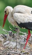 27 May 2024, Brandenburg, Treplin: A white stork looks after its four offspring in the nest on a church roof in the east of Brandenburg. The white stork is one of the most impressive and best-known breeding birds. There are around 1200 breeding pairs in Brandenburg. Photo: Patrick Pleul/dpa