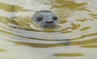 28 May 2024, Schleswig-Holstein, Friedrichskoog: Howler "Bosse" swims in the outdoor pool at the Friedrichskoog seal sanctuary. "Bosse", who was brought in on May 14, is the first howler of the season. When he was brought in, "Bosse" weighed 8.3 kilograms and was estimated to be one to two days old. The birth season of the seals in the Schleswig-Holstein Wadden Sea National Park has begun. Photo: Marcus Brandt/dpa