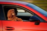 28 May 2024, Lithuania, Vilnius: A poodle leans with both paws out of the open window of a sports car in the bright sun in the Lithuanian capital Vilnius. Photo: Kay Nietfeld/dpa