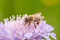 29 May 2024, Baden-Württemberg, Rottweil: A bee can be seen on a scabiosa flower in a meadow. Photo: Silas Stein/dpa