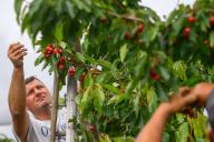 30 May 2024, Saxony-Anhalt, Sülzetal: Employees from Obsthof Hornemann pick the first cherries of the season. The cherry harvest had started in the morning. It is the earliest start to the cherry harvest that the orchard has ever recorded. Last year