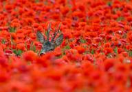 31 May 2024, Brandenburg, Sachsendorf: A roebuck stands in the Oderbruch in a cornfield full of bright red poppies. Photo: Patrick Pleul/dpa