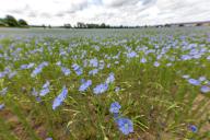 31 May 2024, Brandenburg, Leuthen: Common flax (Linum usitatissimum) grows in a field in southern Brandenburg. The flowers open in the morning and close again in the afternoon until the next day. Linseed oil is extracted from the seeds of the ripe flax fruit, while the other components of the plant are used as fibers. Flax cultivation in Germany is of very little economic importance. Photo: Frank Hammerschmidt/dpa