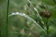 01 June 2024, Thuringia, Schleusingen: Drops of water lie on a blade of grass after a rainy night in southern Thuringia. Photo: Daniel Vogl/dpa