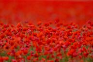 31 May 2024, Brandenburg, Sachsendorf: Countless bright red poppies bloom in a cornfield in the Oderbruch. Photo: Patrick Pleul/dpa