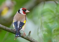 31 May 2024, Brandenburg, Sieversdorf: A goldfinch (Carduelis carduelis), also known as the goldfinch. Photo: Patrick Pleul/dpa